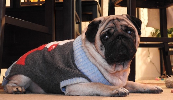 christmas-dog-1937612_640.jpg