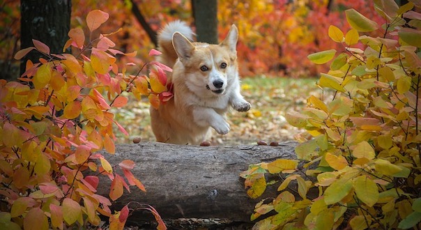 corgi-4267400_640.jpg