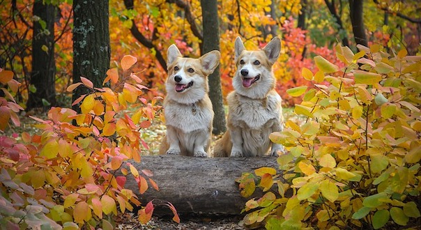 corgi-4267401_640.jpg