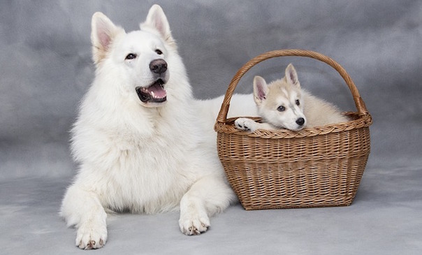 cute-1917047_640.jpg