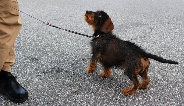 dachshund-2736934_640.jpg