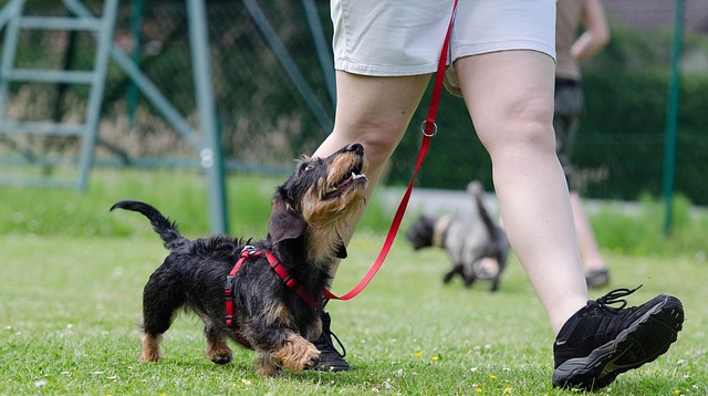 dachshund-672780_640_1.jpg