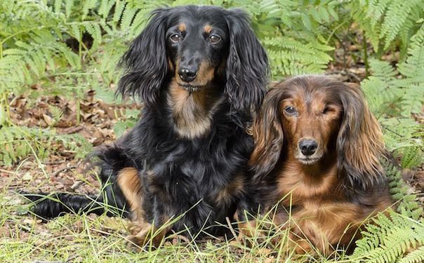 dachshunds-941797_640.jpg