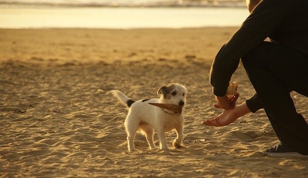 dog-100544_640.jpg