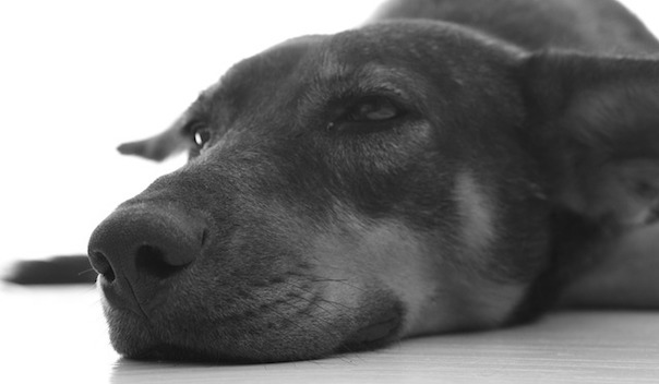 dog-103151_640.jpg