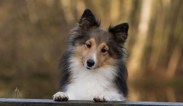 dog-1086285_640.jpg