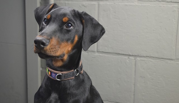dog-1098749_640.jpg