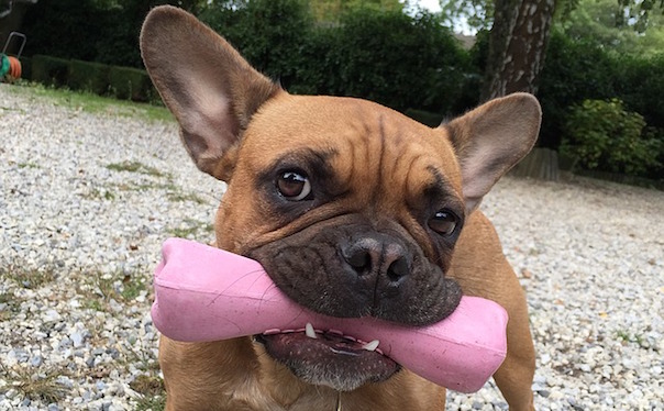 dog-1144753_640_1.jpg