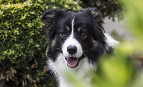 dog-1158319_640.jpg