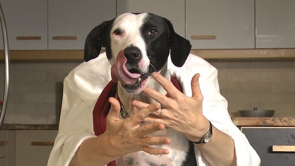 dog-1190777_640.jpg