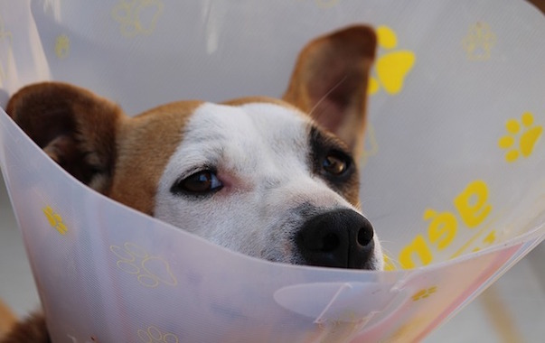 dog-1191662_640.jpg