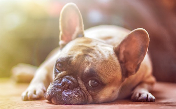 dog-1224267_640.jpg
