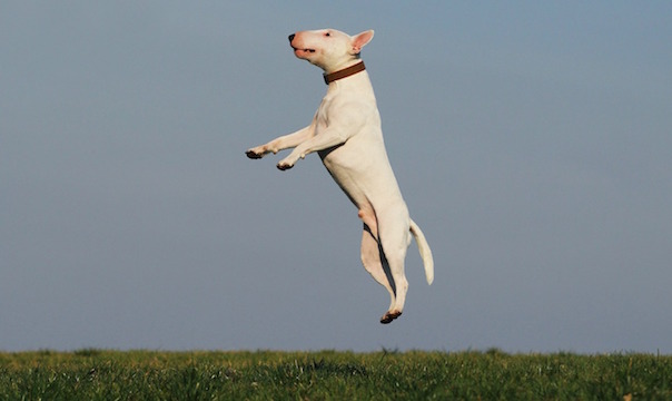 dog-1252071_1280.jpg