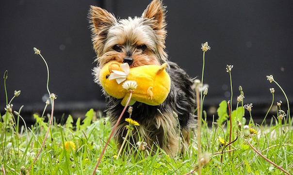 dog-1266489_640.jpg