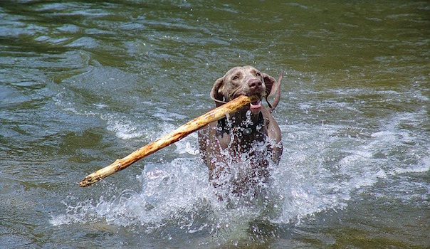 dog-1282015_640.jpg