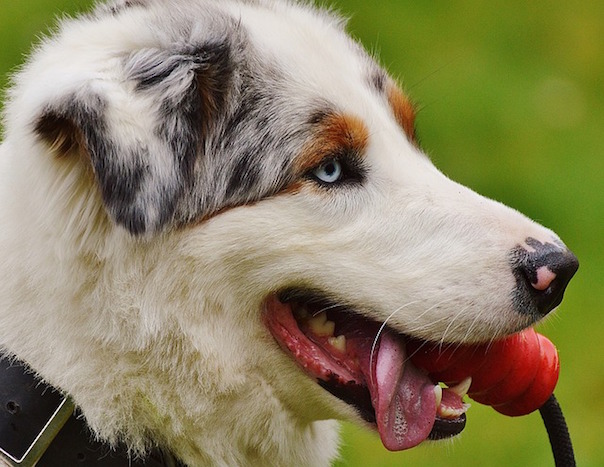 dog-1318449_640.jpg