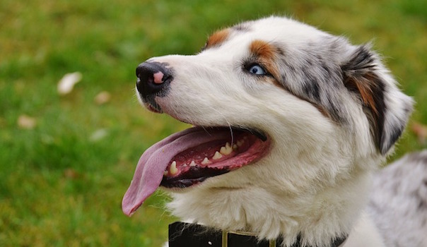 dog-1318450_640.jpg