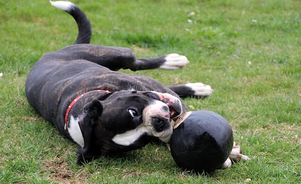 dog-1346793_640.jpg