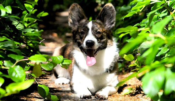 dog-1348169_640.jpg