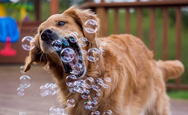 dog-1362144_640_1.jpg