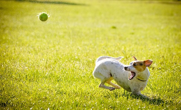 dog-1367297_640.jpg