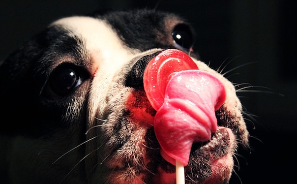 dog-1414524_640.jpg