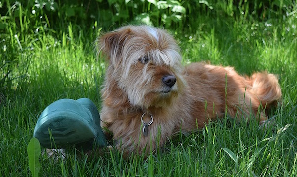dog-1418311_640.jpg