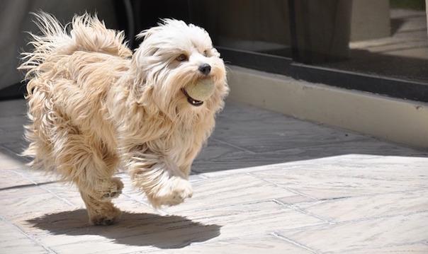 dog-1430067_640.jpg