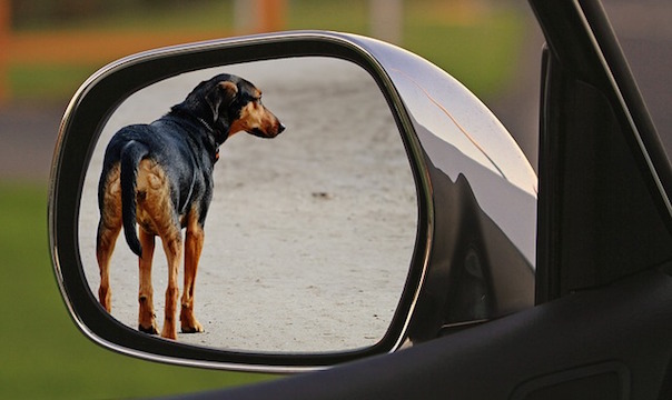dog-1496941_640.jpg