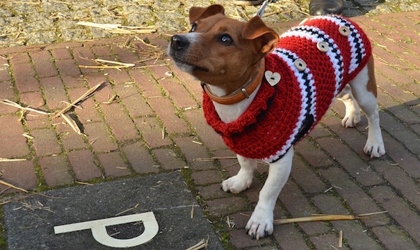 dog-1543573_640.jpg