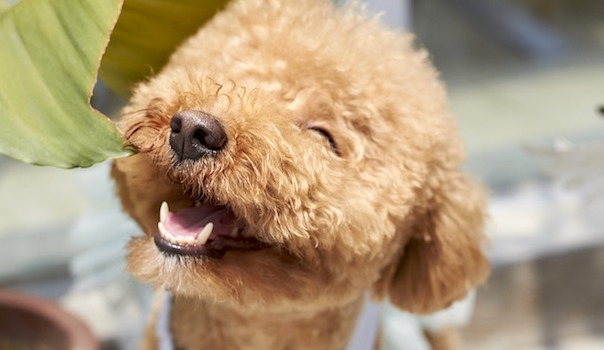 dog-1558962_640.jpg