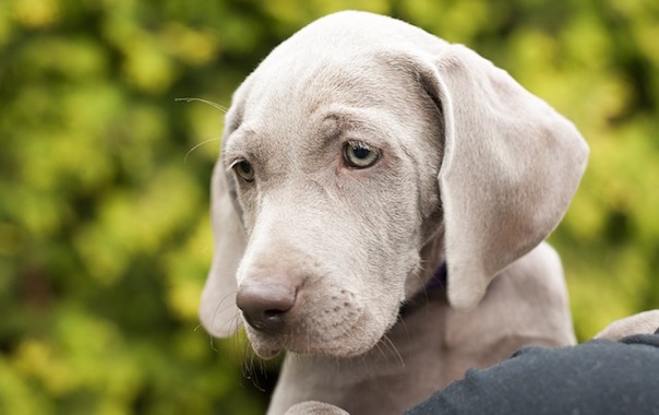 dog-1615274_640.jpg