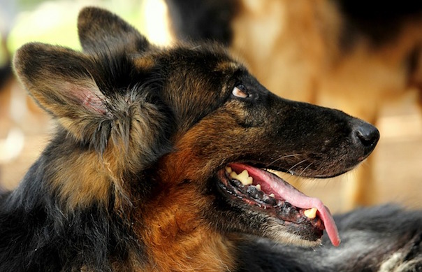 dog-1681854_640.jpg