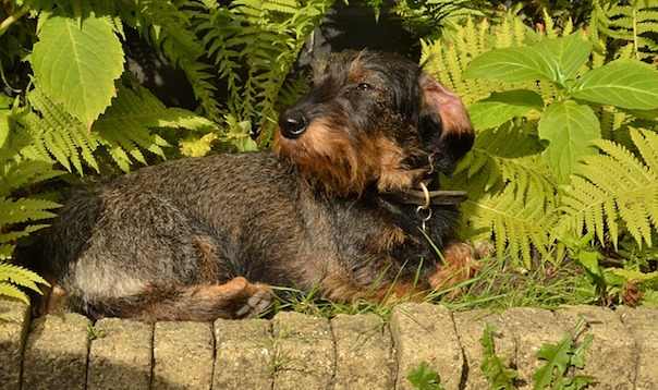 dog-1682906_640_1.jpg