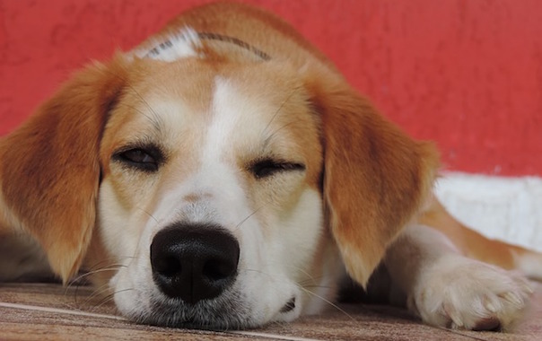dog-1744247_640.jpg