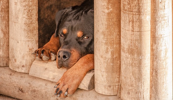 dog-1771878_640_1.jpg