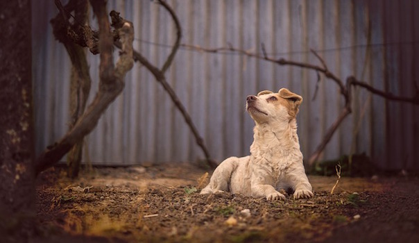 dog-1799144_640.jpg