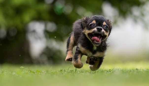 dog-1801419_640.jpg