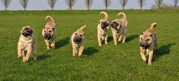 dog-1817949_640.jpg