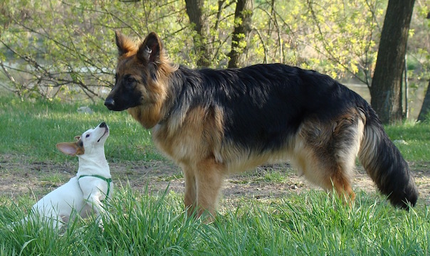 dog-1820184_1280.jpg