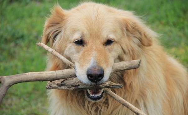 dog-1821486_640.jpg