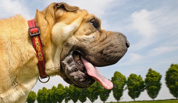 dog-1841298_640.jpg