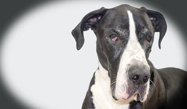dog-1845741_640.jpg