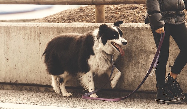 dog-1858618_640.jpg