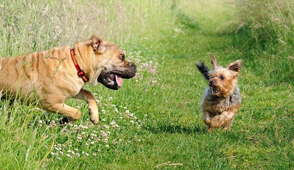 dog-1865600_640.jpg