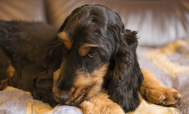 dog-1911725_640.jpg