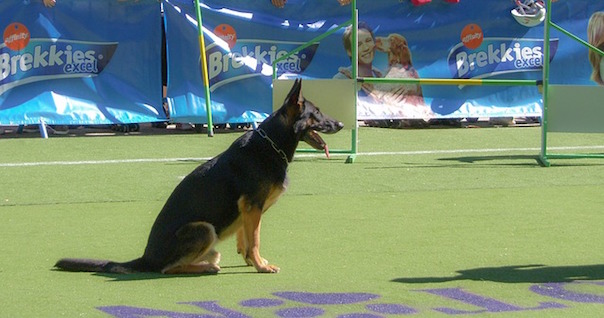 dog-191588_640.jpg