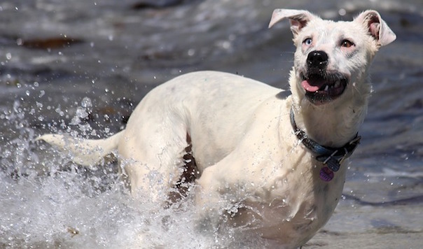 dog-1944643_640.jpg