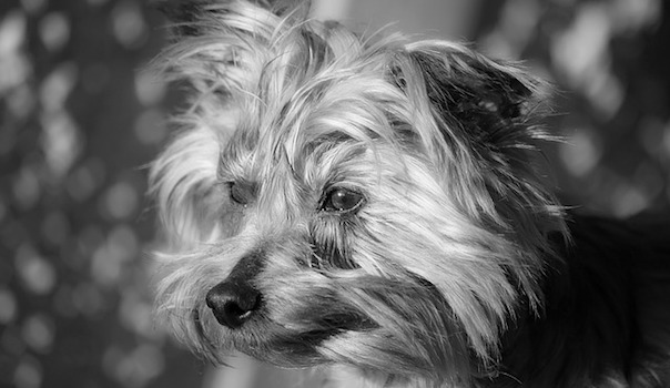 dog-1944754_640.jpg