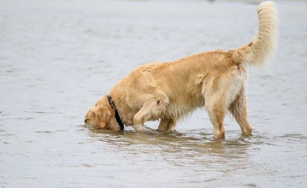 dog-1945639_640.jpg